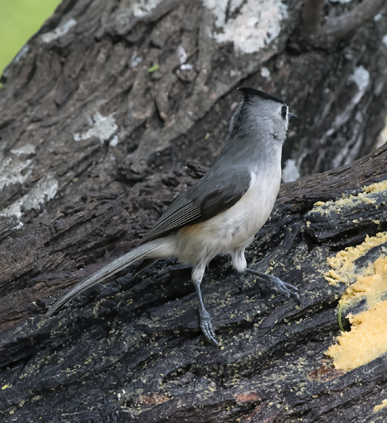 Black-crested_Titmouse_TX_18_002