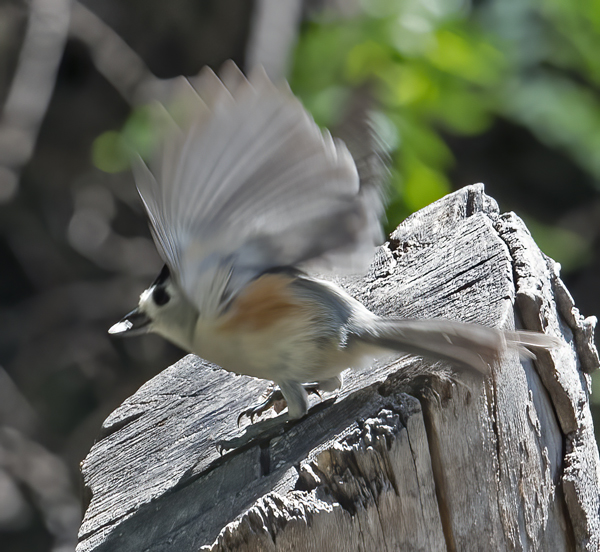 Black-crested_Titmouse_TX_18_003