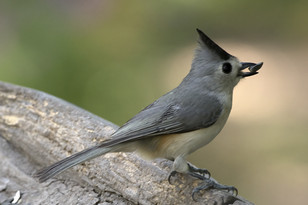 Black-crested_Titmouse_TX_18_004
