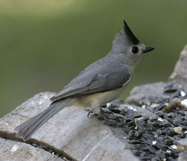 Black-crested_Titmouse_TX_18_015