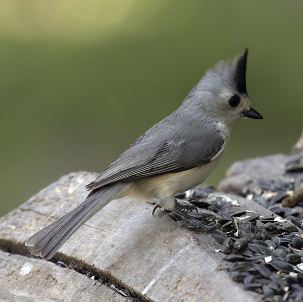 Black-crested_Titmouse_TX_18_016