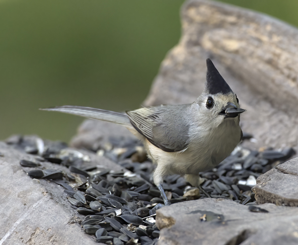 Black-crested_Titmouse_TX_18_017