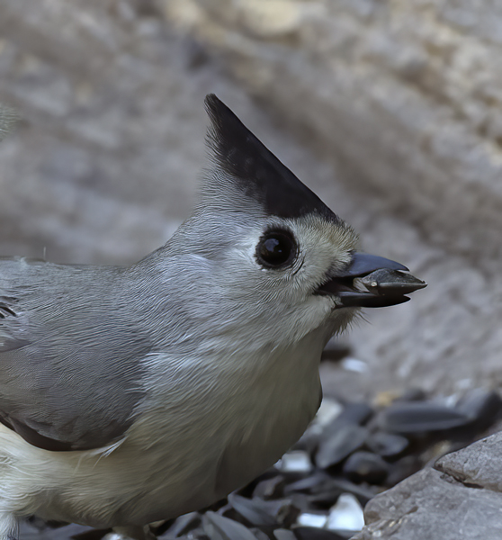 Black-crested_Titmouse_TX_18_019