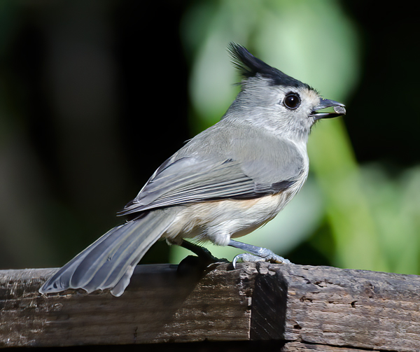 Black_crested_Titmouse_12_TX_002