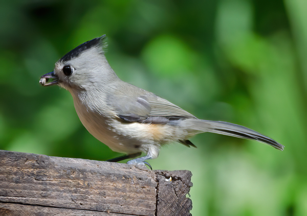 Black_crested_Titmouse_12_TX_003