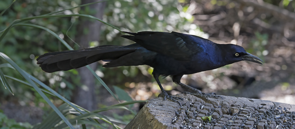 Great-tailed_Grackle_TX_18_001