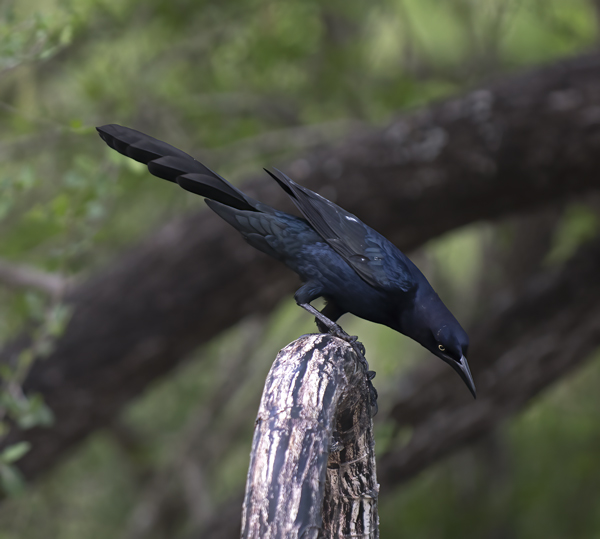 Great-tailed_Grackle_TX_18_007