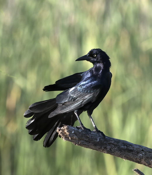 Great-tailed_Grackle_TX_18_013