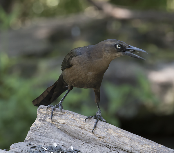 Great-tailed_Grackle_TX_18_022