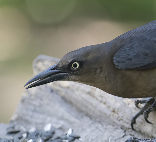 Great-tailed_Grackle_TX_18_034