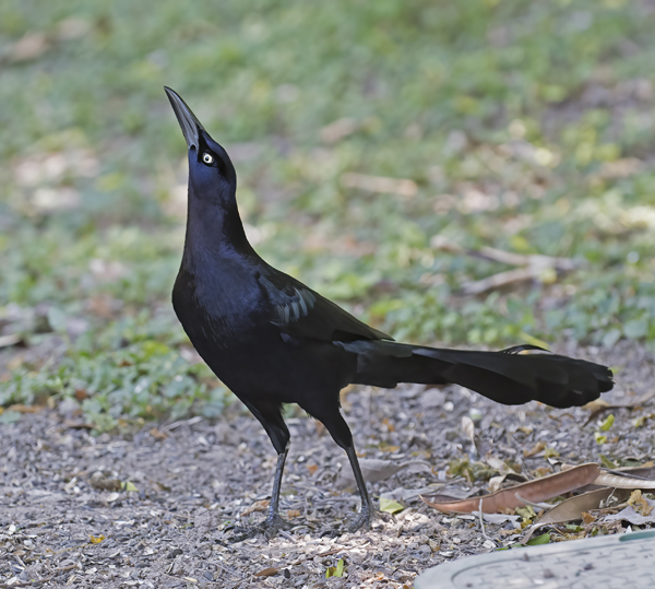 Great-tailed_Grackle_TX_18_037