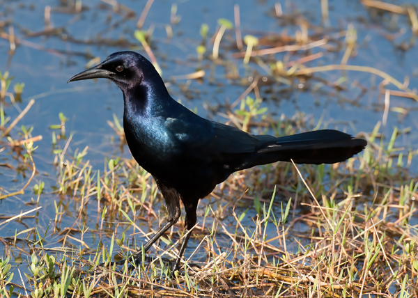 Great_tailed_Grackle_09_FL_002
