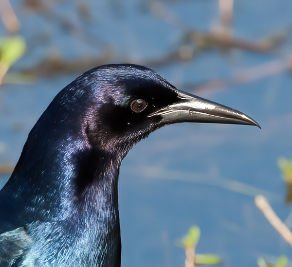 Great_tailed_Grackle_09_FL_003