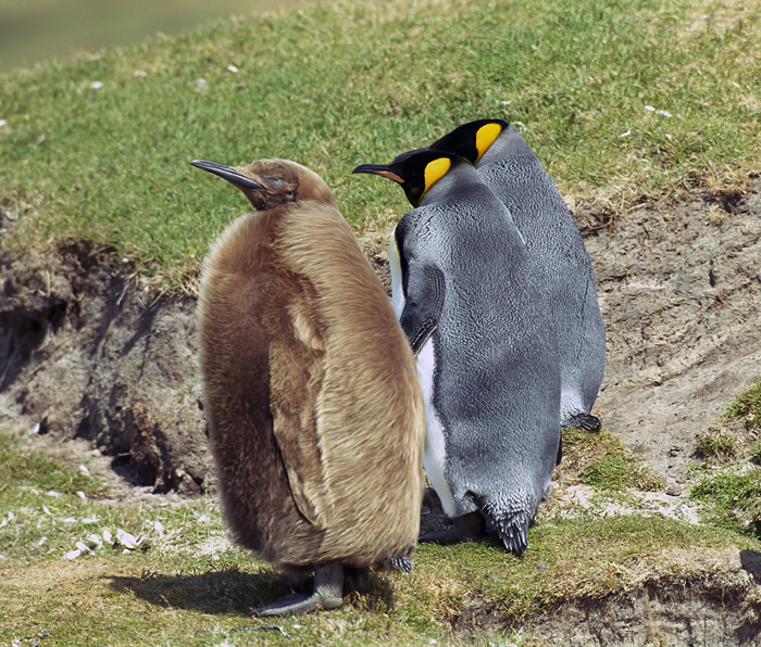 King_Penguin_98_Falklands_001