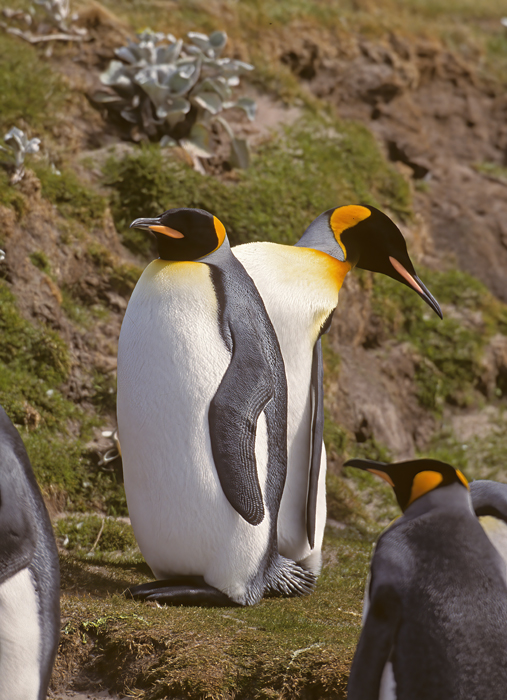 King_Penguin_98_Falklands_020