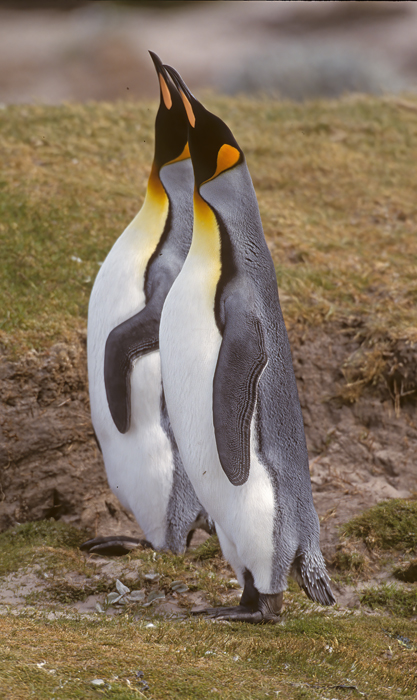 King_Penguin_98_Falklands_024