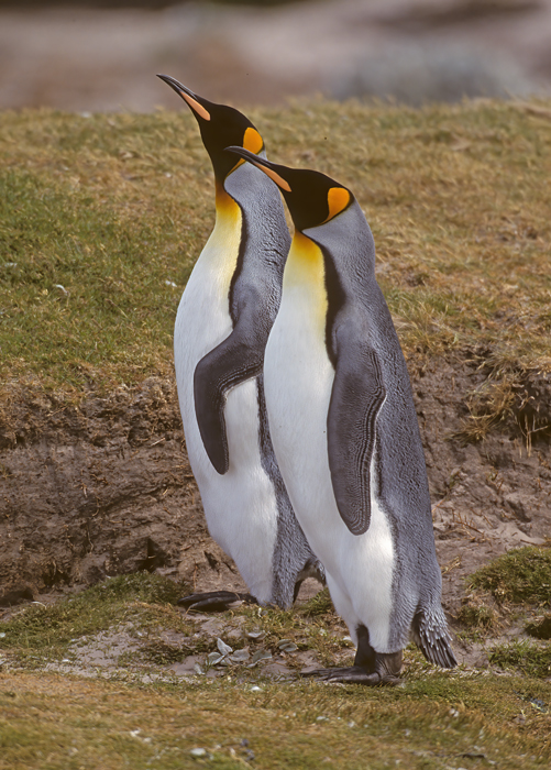 King_Penguin_98_Falklands_027