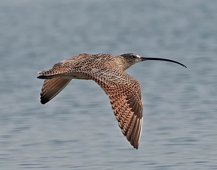 Long_billed_Curlew_14_CA_010