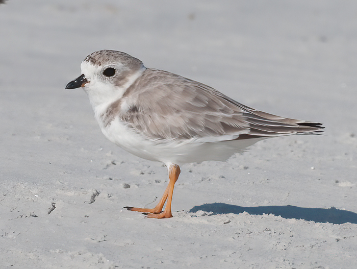Piping_Plover_10_FL_008