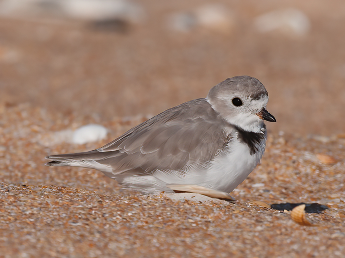 Piping_Plover_10_FL_037