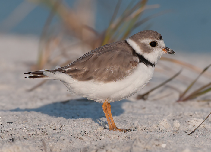Piping_Plover_10_FL_097