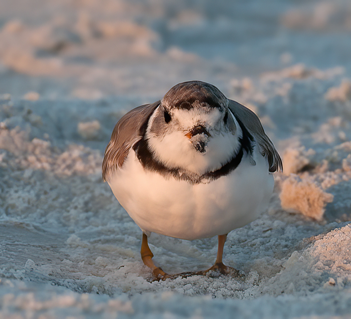 Piping_Plover_10_FL_130