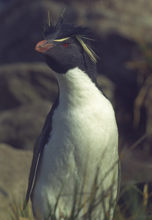 Rockhopper_Penguin_98_Falklands_006