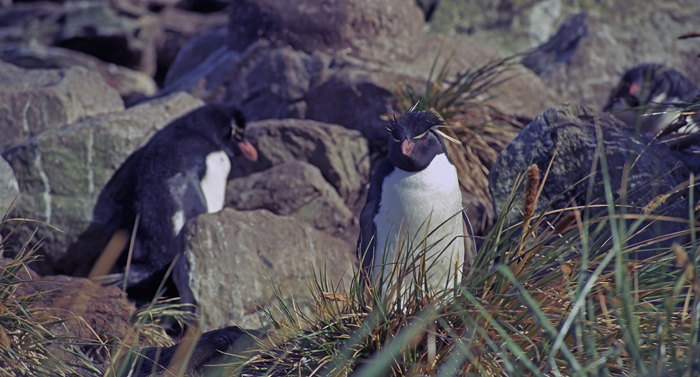 Rockhopper_Penguin_98_Falklands_008