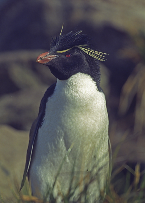 Rockhopper_Penguin_98_Falklands_009