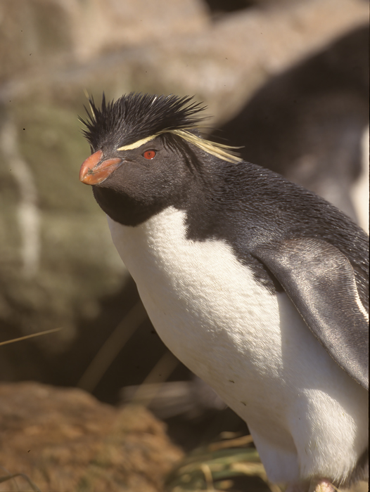 Rockhopper_Penguin_98_Falklands_020