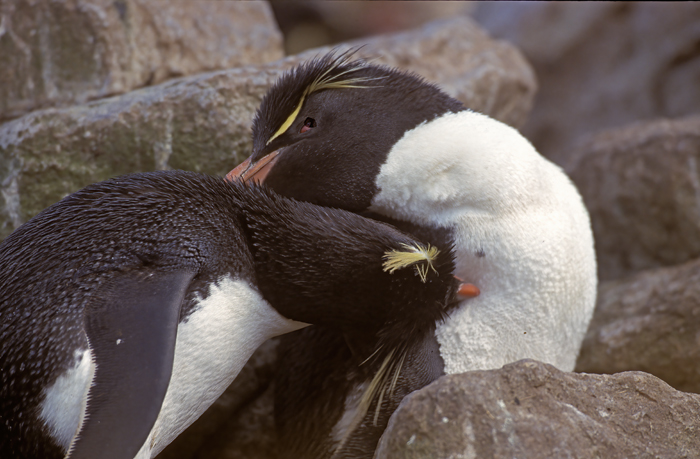 Rockhopper_Penguin_98_Falklands_021