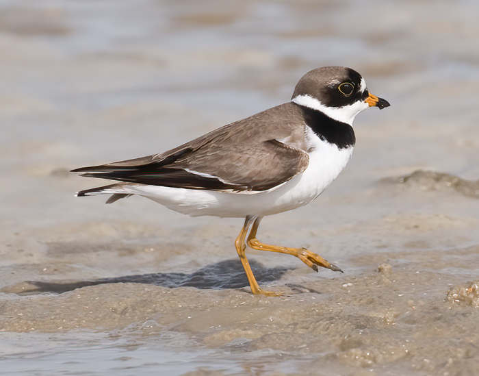 Semipalmated_Plover_09_FL_021a