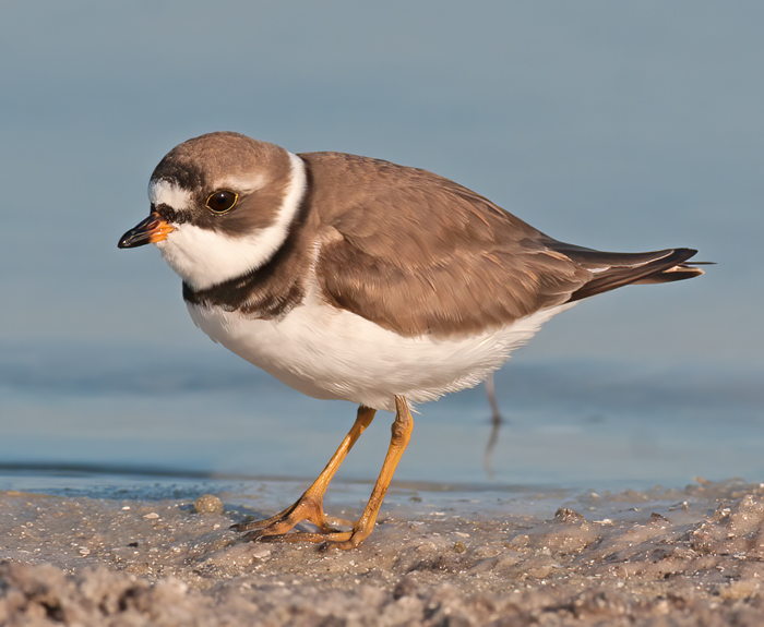 Semipalmated_Plover_10_FL_003