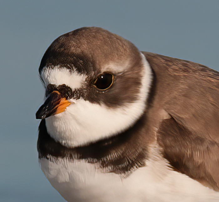 Semipalmated_Plover_10_FL_004
