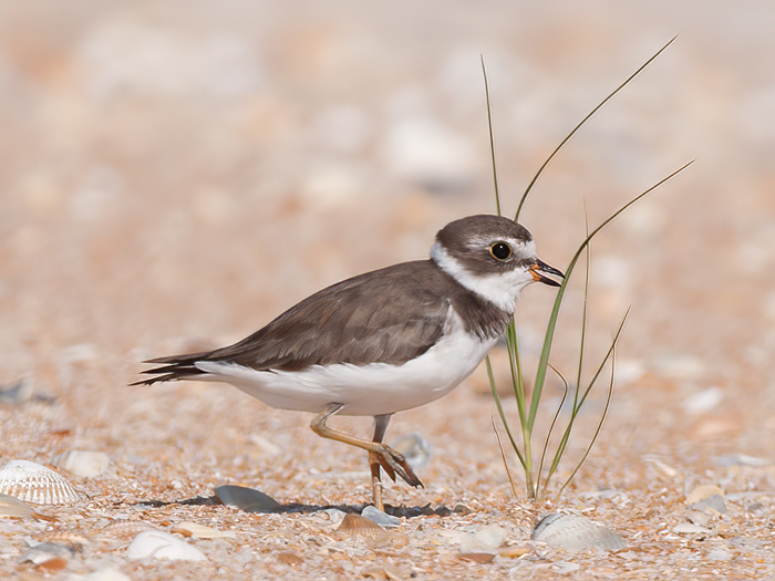 Semipalmated_Plover_10_FL_006