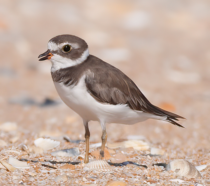 Semipalmated_Plover_10_FL_011