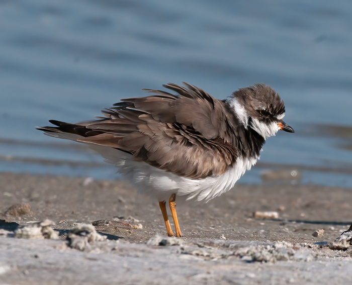 Semipalmated_Plover_10_FL_015