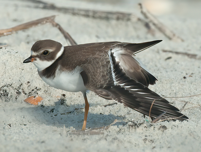 Semipalmated_Plover_10_FL_023