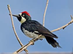 Acorn Woodpecker Photo