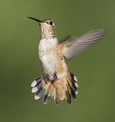 Allen's Hummingbird Photo Picture