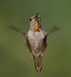 Allen's Hummingbird Photo Picture