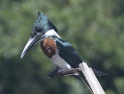 Amazon Kingfisher Photo