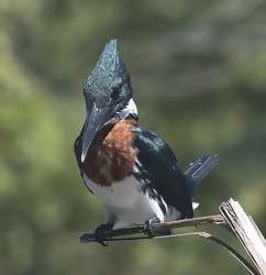 Amazon Kingfisher Photo