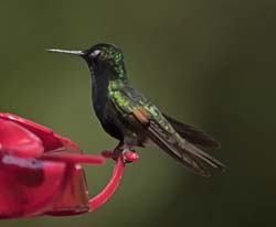 Black-bellied Hummingbird Photo