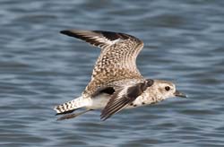Black-bellied Plover Photo