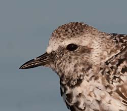 Black_bellied_Plover Photo
