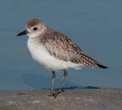 Black-bellied Plover Photo