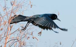 Boat-tailed Grackle Photo