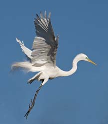 Great Egret Photo