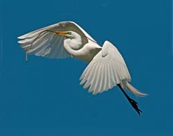 Great Egret Photo
